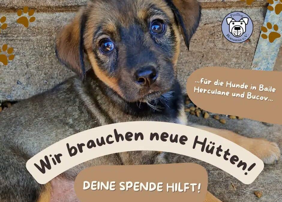 Bitte helft mit: Wir brauchen neue Hütten 🛖❤️