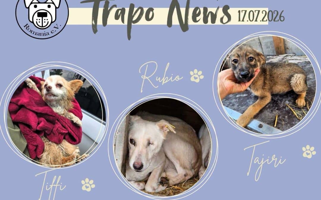 Transport am 17.07.2026 – 37 Hunde durften ausreisen 🐾🚐