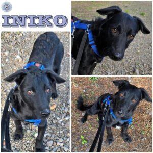 INIKO (♀) in 55595 Gebroth