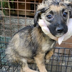 JUCY (♀) - reserviert Tierhilfe Lebenswert DR 21.07.26