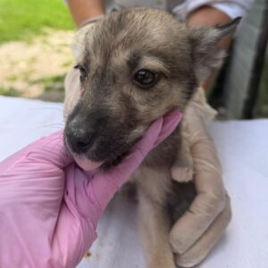 LENI (♀) - reserviert Tierhilfe Lebenswert DR 30.07.26