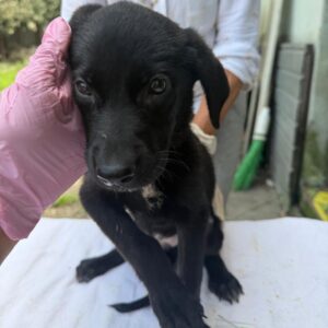 LUCY (♀) - reserviert Tierhilfe Lebenswert DR 29.07.26