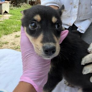 MILAH (♀) - reserviert Tierhilfe Lebenswert DR 30.07.26