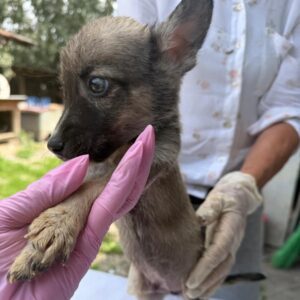 MINION (♂) - reserviert Tierhilfe Lebenswert DR 30.07.26