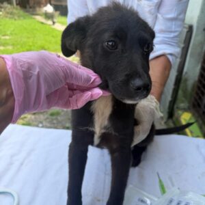 NILIN (♀) - reserviert Tierhilfe Lebenswert DR 30.07.26
