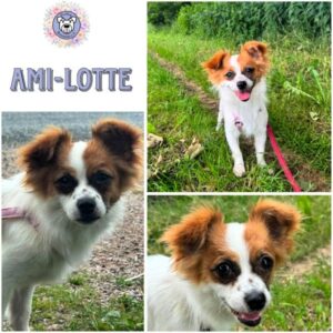 AMI-LOTTE (♀) in 18311 Ribnitz Damgarten - reserviert