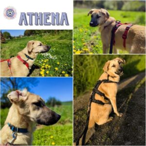 ATHENA (♀) in 52372 Kreuzau