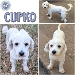 CUPKO (♂) in 55595 Gebroth