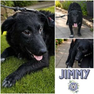 JIMMY (♂) in 66265 Heusweiler