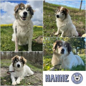 HANNE - Gnadenplatzhund seit dem 05.07.2026 - RBB 09/2026
