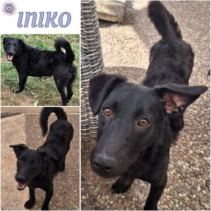 INIKO (♀) in 55595 Gebroth