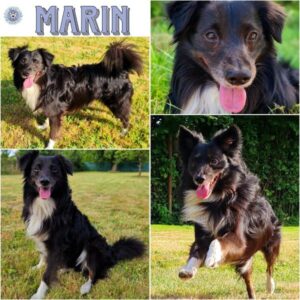 MARIN (♂) in 64846 Groß-Zimmern