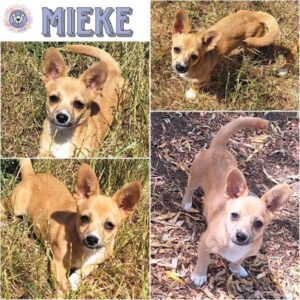 MIEKE (♀) in 55595 Gebroth - reserviert