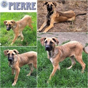 PIERRE (♂) in 55595 Gebroth