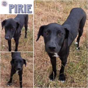 PIRIE (♀) in 55595 Gebroth