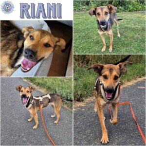 RIANI (♂) in 56412 Nentershausen