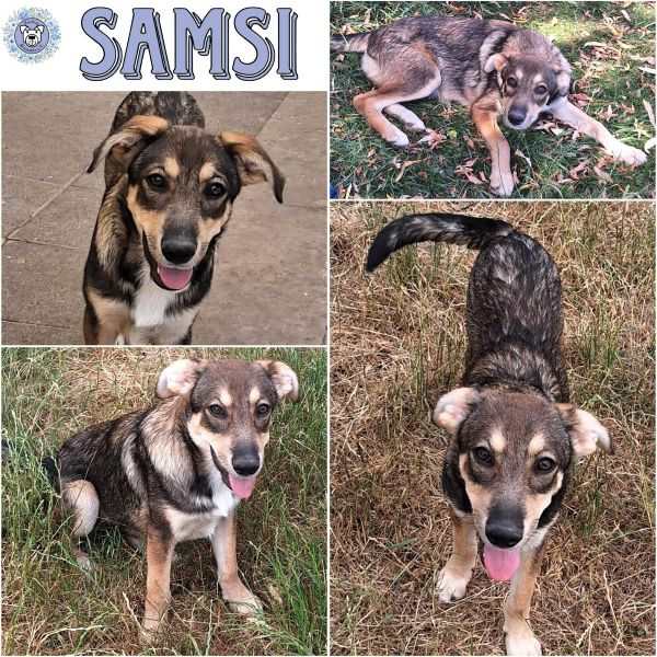 SAMSI (♂) in 55595 Gebroth