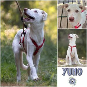 YUNO (♂) in 97953 Königheim