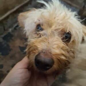 MUFFIN (♀) - reserviert für PDR PLZ 183 (N.E. 06.08)