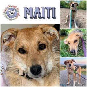 MAITI (♀) in 12587 Berlin