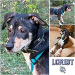 LORIOT (♂) in 95466 Weidenberg