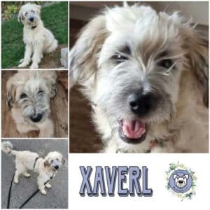 XAVERL (♂) in 74214 Schöntal - reserviert