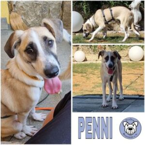 PENNI (♀) in 74214 Schöntal