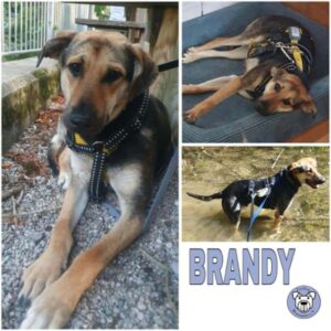 BRANDY (♂) in 82223 Eichenau