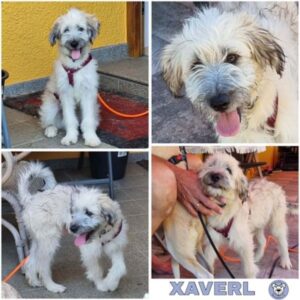 XAVERL (♂) in 74214 Schöntal