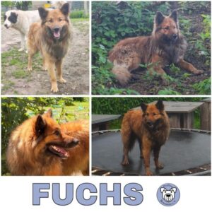 FUCHS (♂) in 99636 Ostramonda