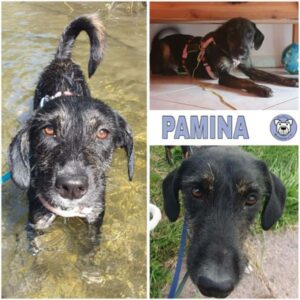 PAMINA (♀) in 82223 Eichenau