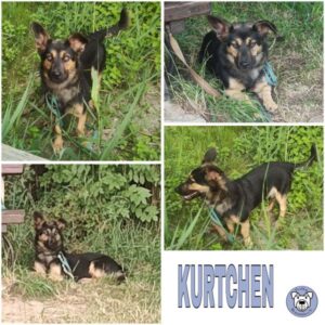 KURTCHEN (♀) in 99636 Ostramonda