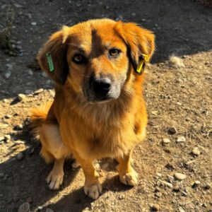 TIETJE (♂) - reserviert TH Lingen PM 23.09.