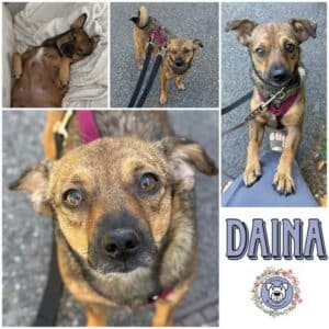 DAINA (♀) in 41238 Mönchengladbach