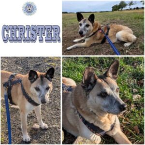 CHRISTER (♂) in 55595 Gebroth