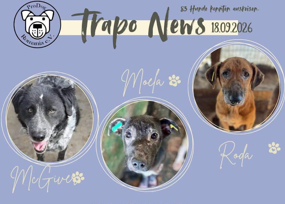 Transport am 18.09.2026 – 83 Hunde durften ausreisen! 🐾🚐