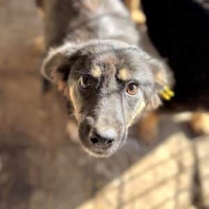 ASHLEY (♀) - reserviert Tierhilfe Lebenswert DR 21.09.2026