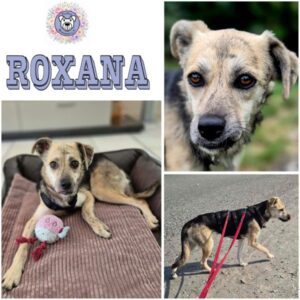 ROXANA (♀) in 42929 Wermelskirchen