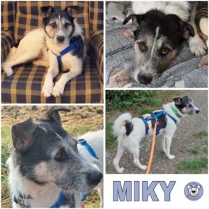 MIKY (♂) 38315 Werlaburgdorf