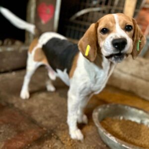 BILLY BEAGLE (♂) - NOTFALL - Tumor an der Nase - reserviert LaborBeagleHilfe (AL 16.10.)