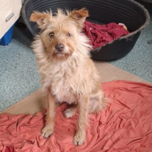 CATHY (♀) - reserviert Tierhilfe Lebenswert (23.10. AM)