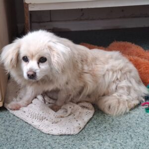 HILDE (♀) - reserviert Tierhilfe Lebenswert DR 19.10.26
