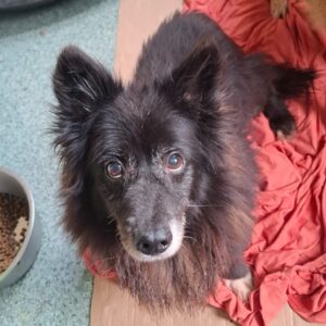 LUKAS (♂) - reserviert Tierhilfe Lebenswert DR 18.10.26